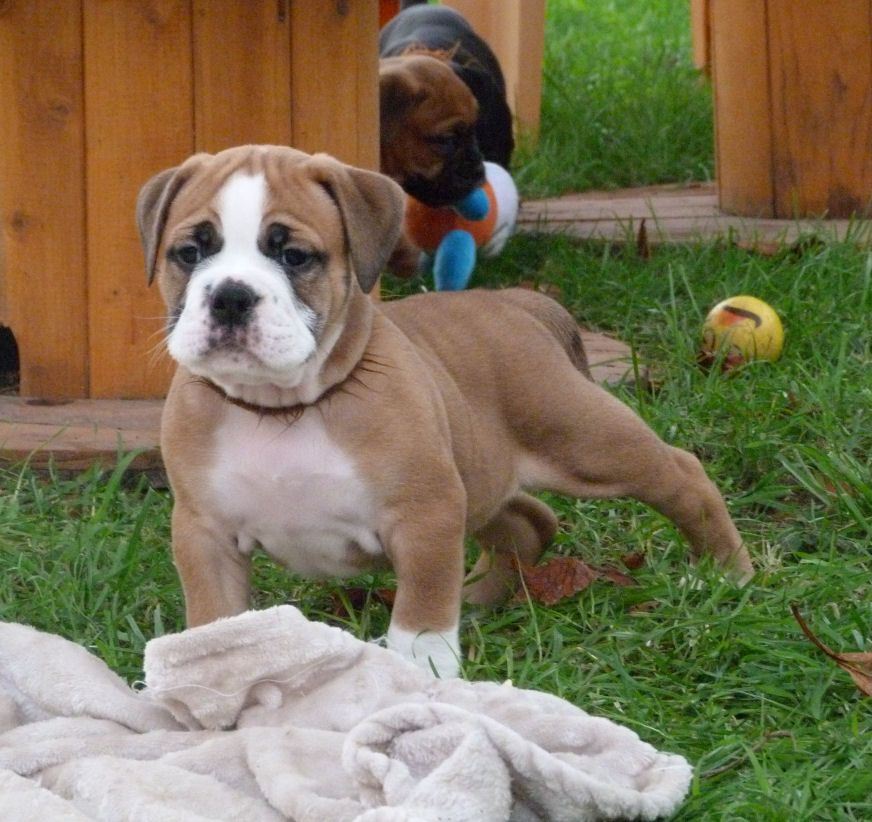 Les Bulldog continental de l'affixe des Terres de Groie