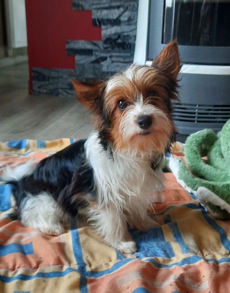 Les Biewer Terrier de l'affixe des Terres de Groie