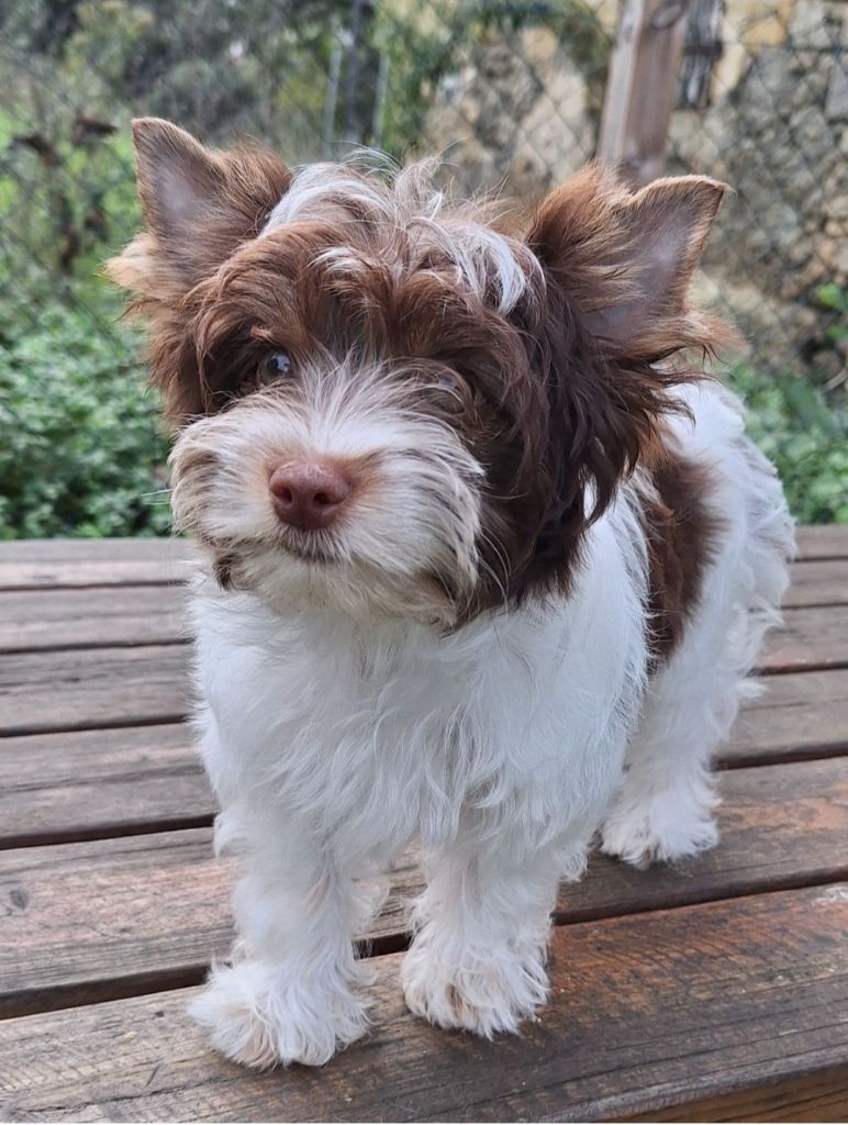 Les Biewer Terrier de l'affixe des Terres de Groie