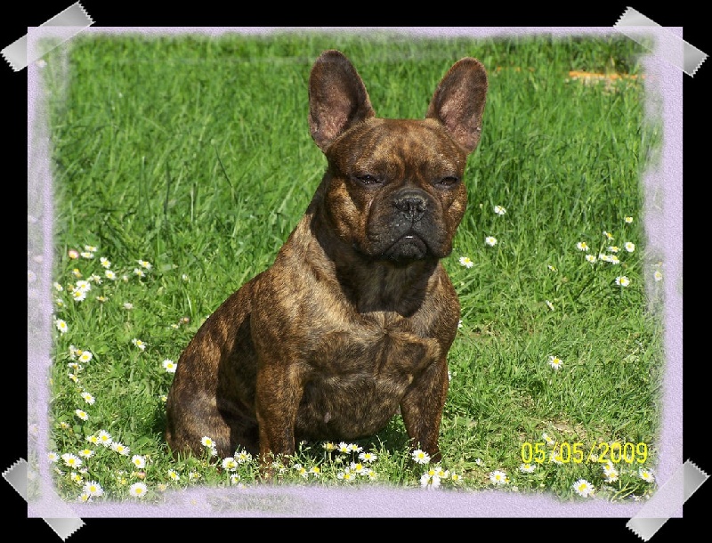 A-masya dlja palevy buldogov