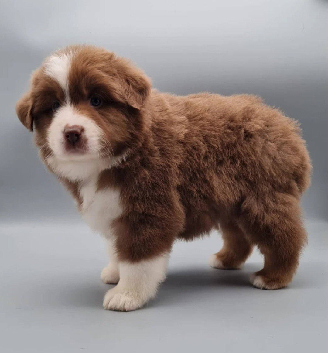 Azzaro du mont de la chenaie