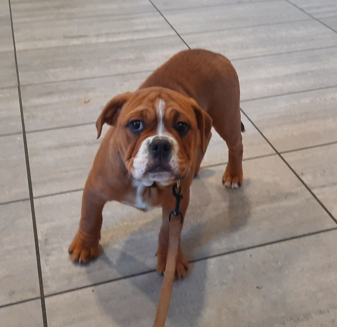 Aheidi Du Domaine de Bealain