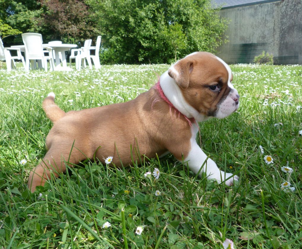 des Terres de Groie - Chiots disponibles - Bulldog continental