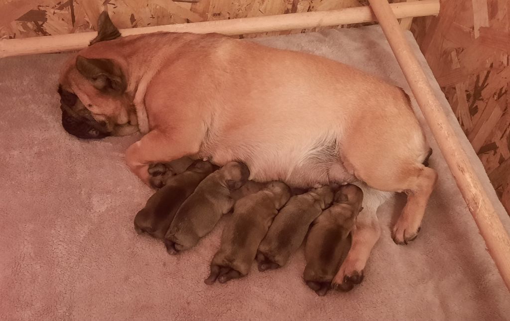 des Terres de Groie - Chiots disponibles - Bouledogue français