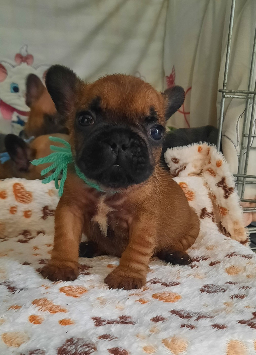 des Terres de Groie - Chiots disponibles - Bouledogue français