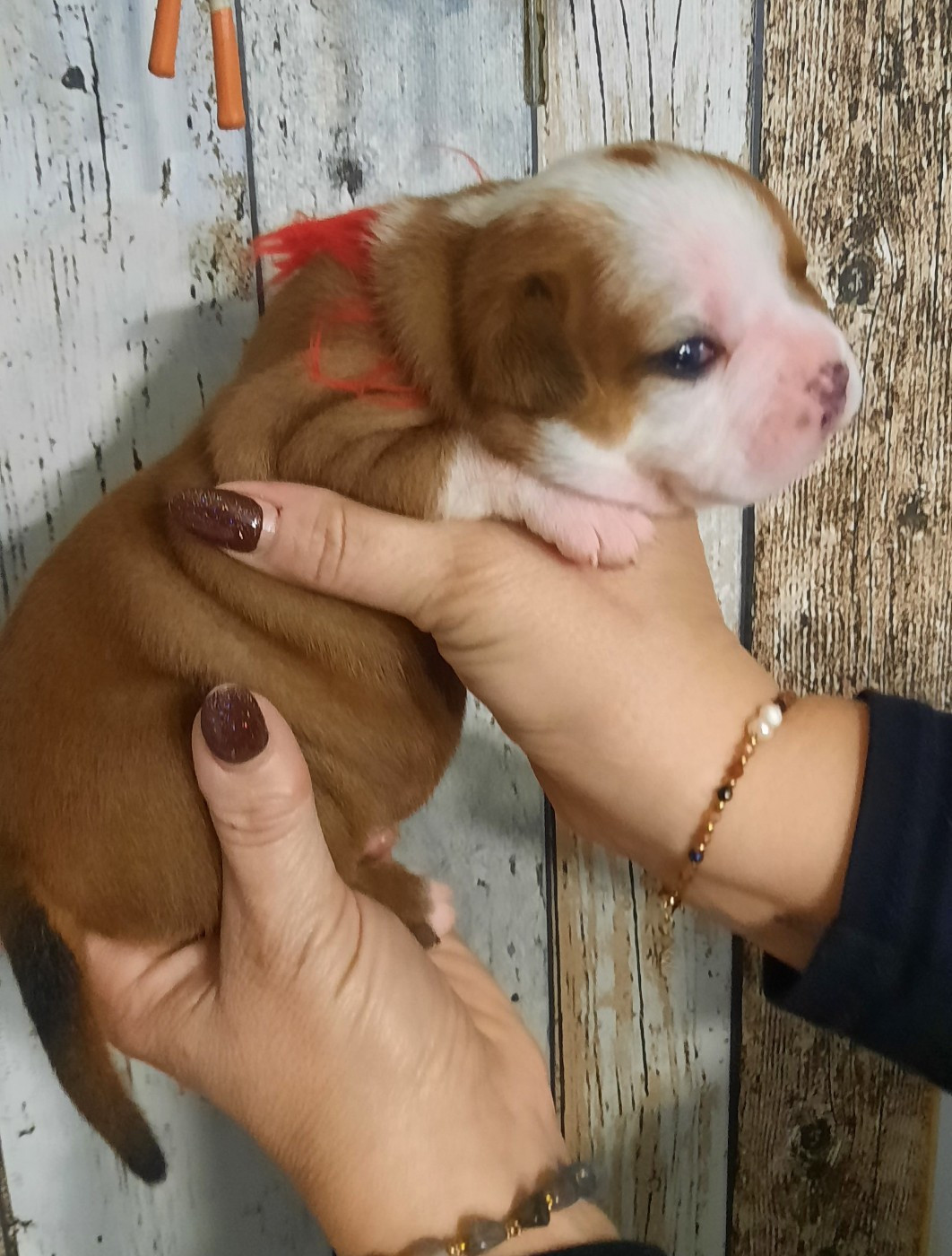 des Terres de Groie - Chiots disponibles - Bulldog continental