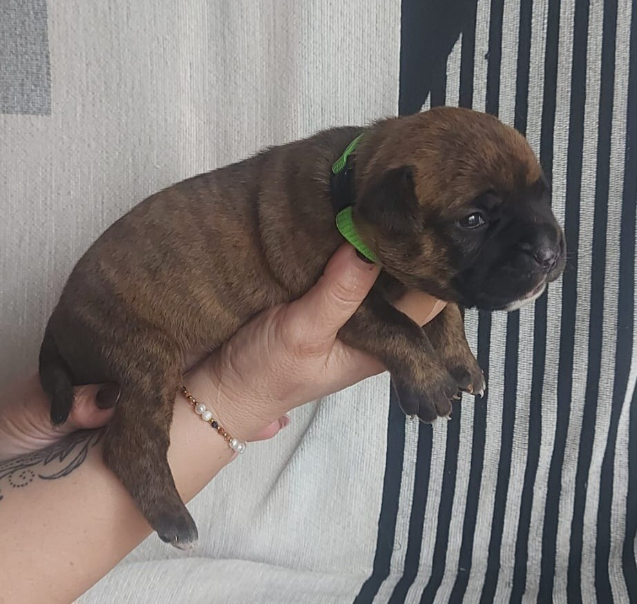 des Terres de Groie - Chiots disponibles - Bulldog continental