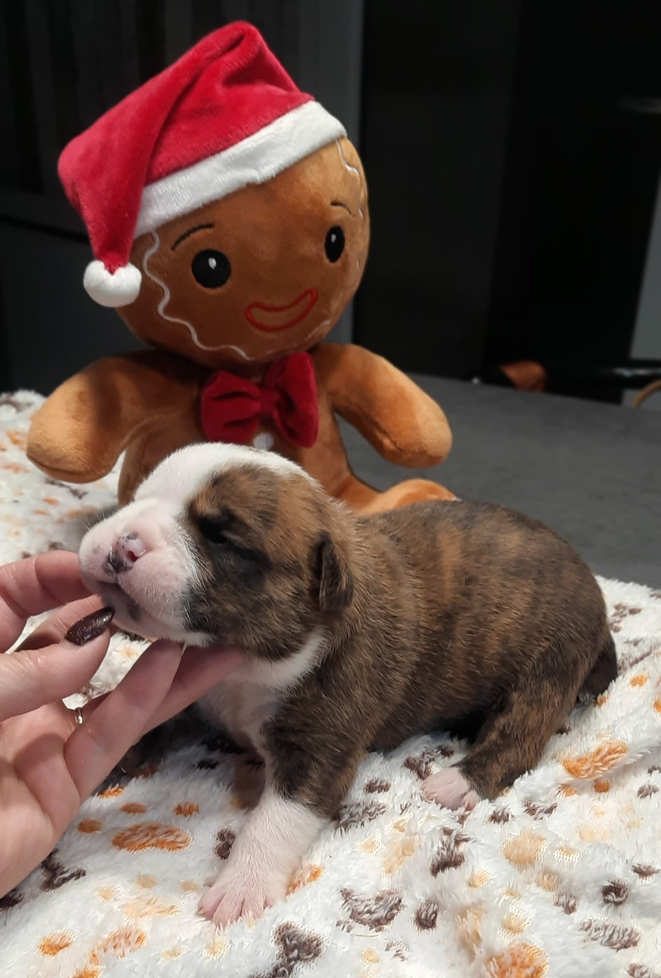 des Terres de Groie - Chiots disponibles - Bulldog continental