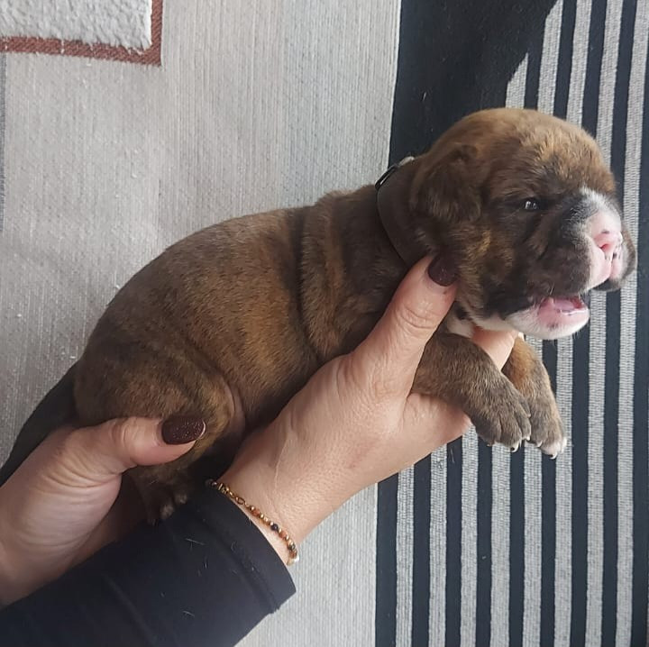 des Terres de Groie - Chiots disponibles - Bulldog continental