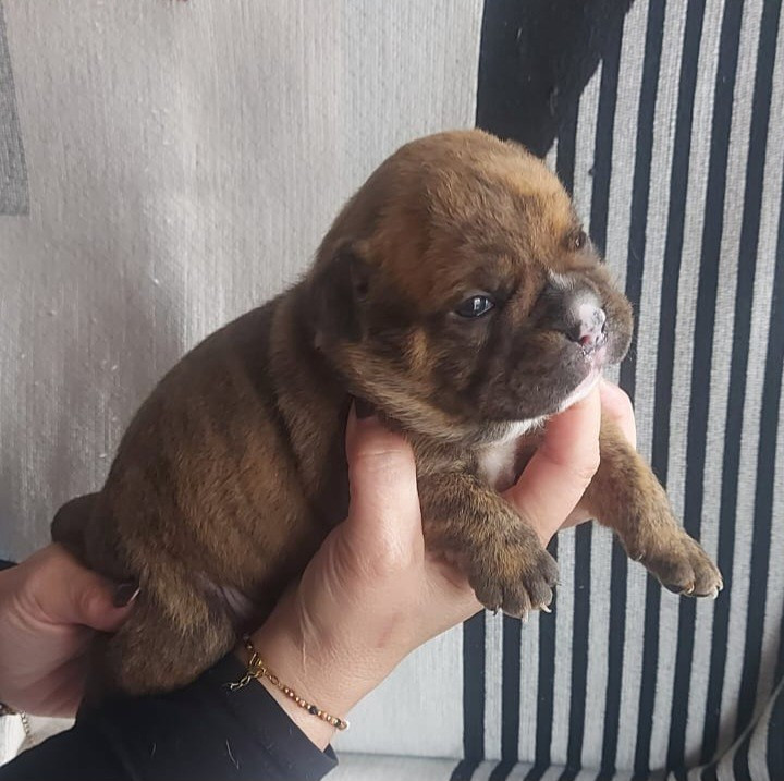 des Terres de Groie - Chiots disponibles - Bulldog continental