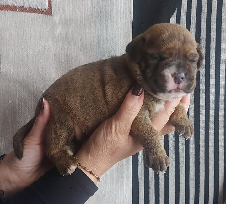 des Terres de Groie - Chiots disponibles - Bulldog continental