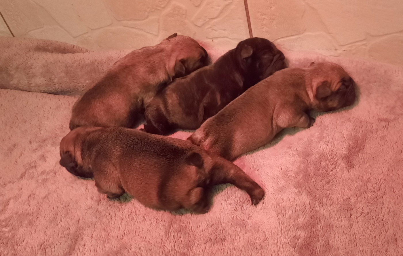 des Terres de Groie - Chiots disponibles - Bouledogue français