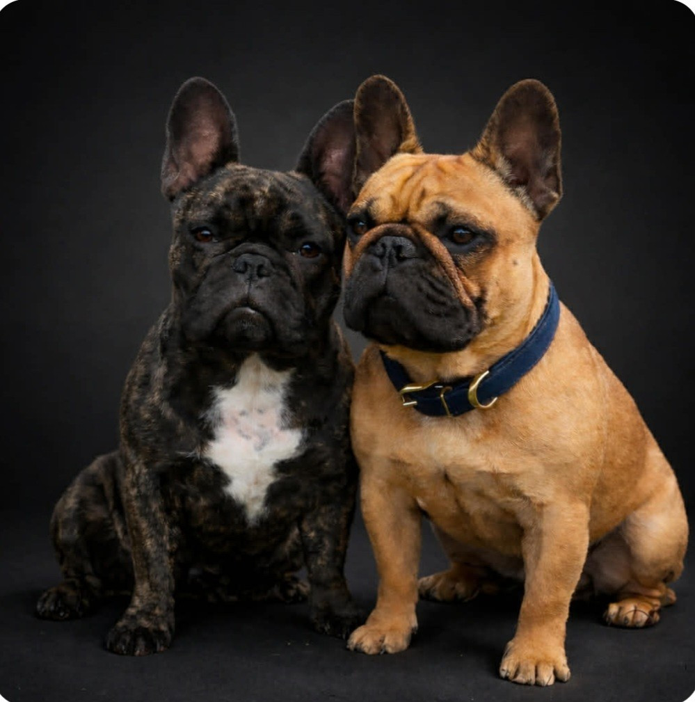 Chiot Bouledogue français des Terres de Groie