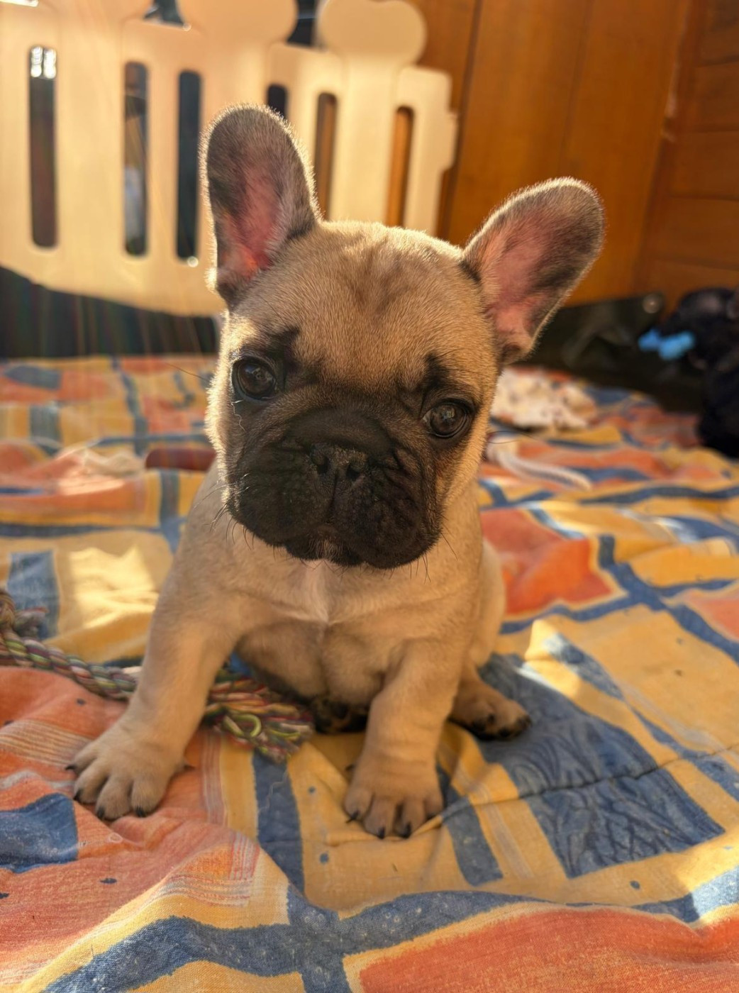 des Terres de Groie - Chiots disponibles - Bouledogue français