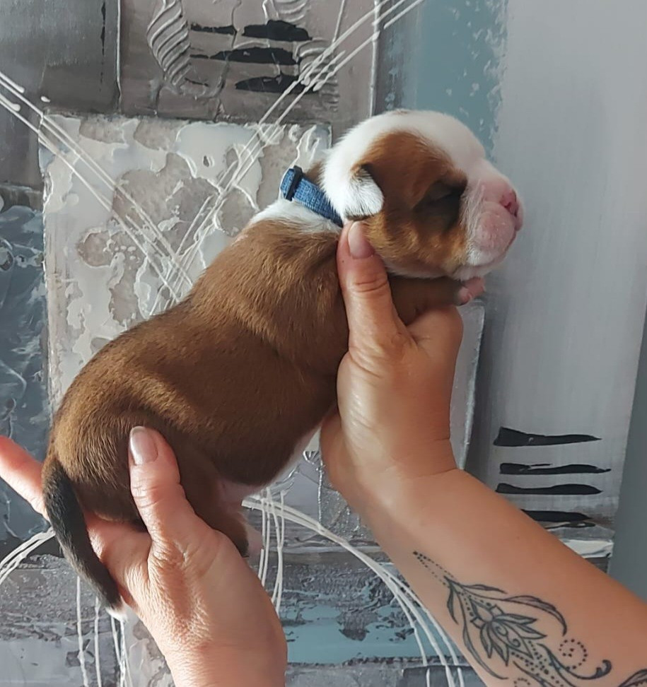 des Terres de Groie - Chiots disponibles - Bulldog continental
