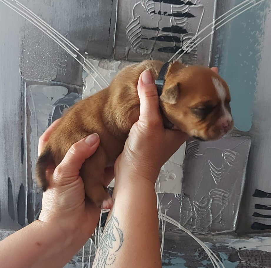 des Terres de Groie - Chiots disponibles - Bulldog continental