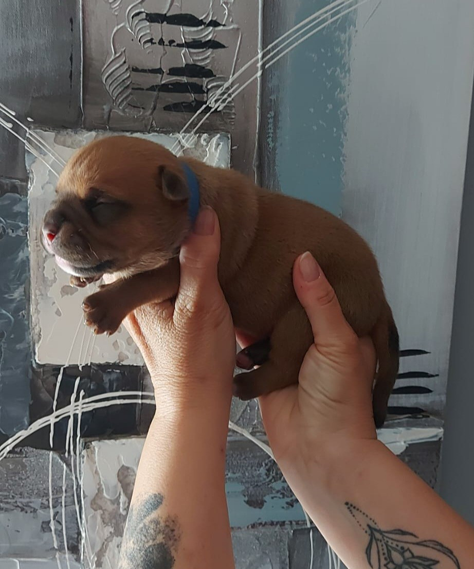 des Terres de Groie - Chiots disponibles - Bulldog continental
