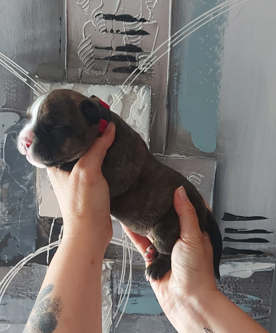 des Terres de Groie - Chiots disponibles - Bulldog continental