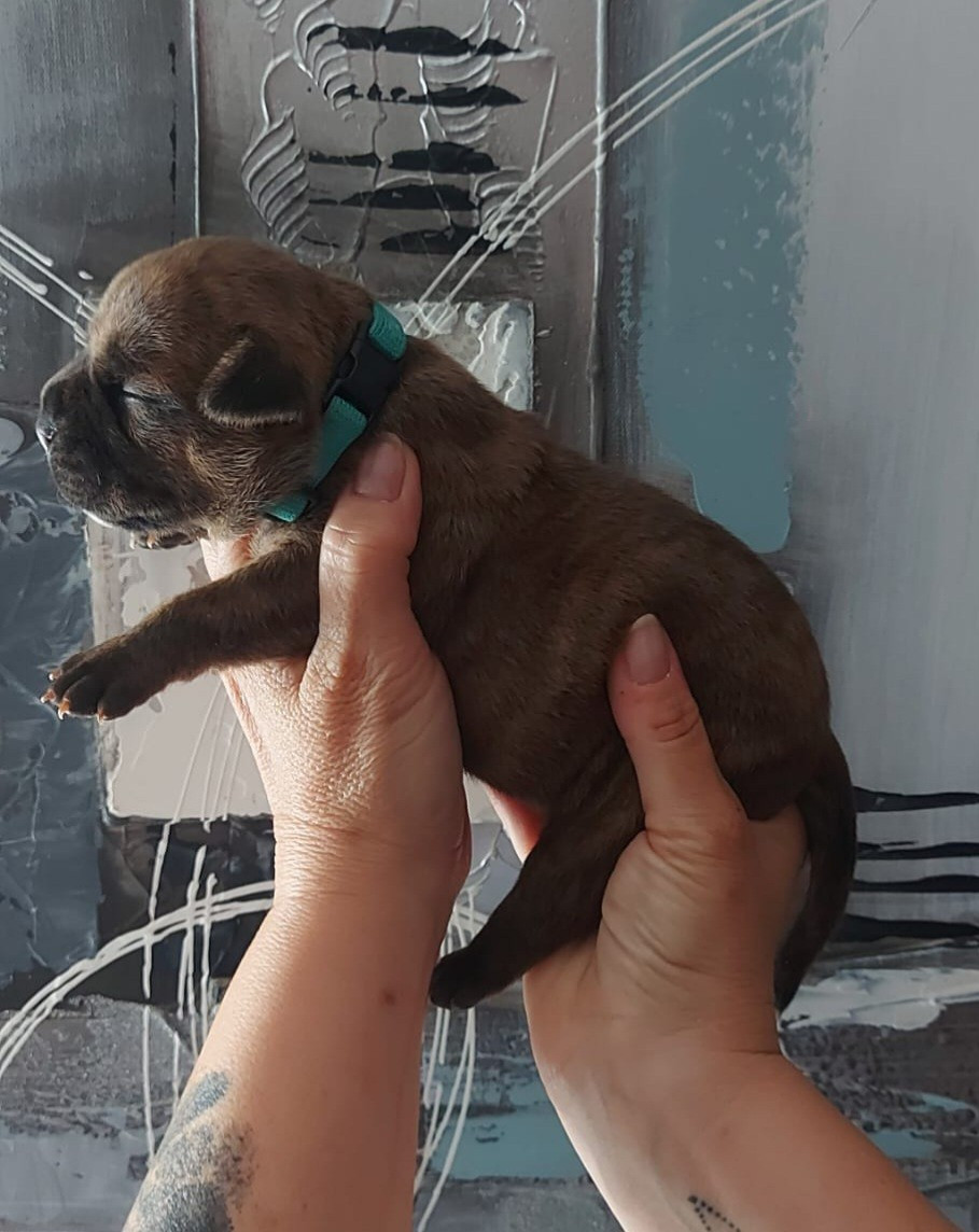 des Terres de Groie - Chiots disponibles - Bulldog continental