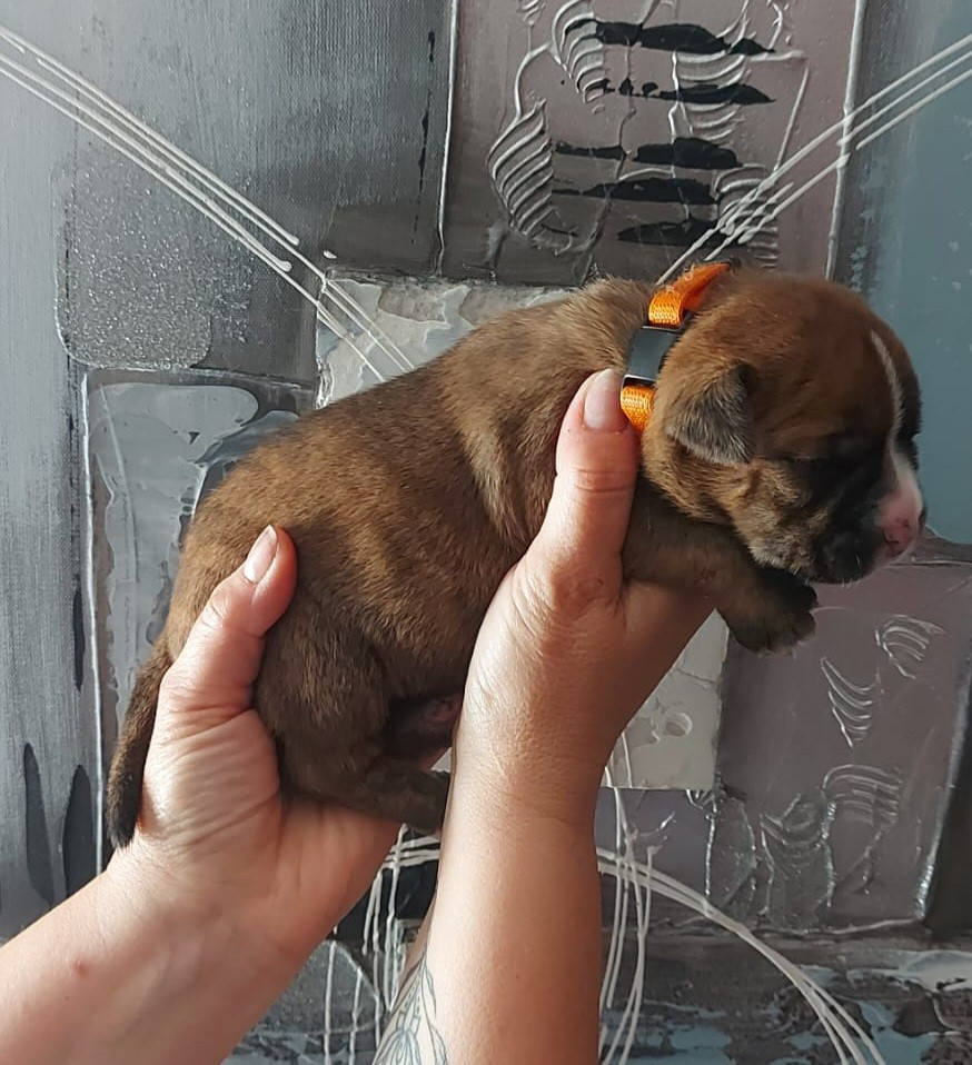 des Terres de Groie - Chiots disponibles - Bulldog continental