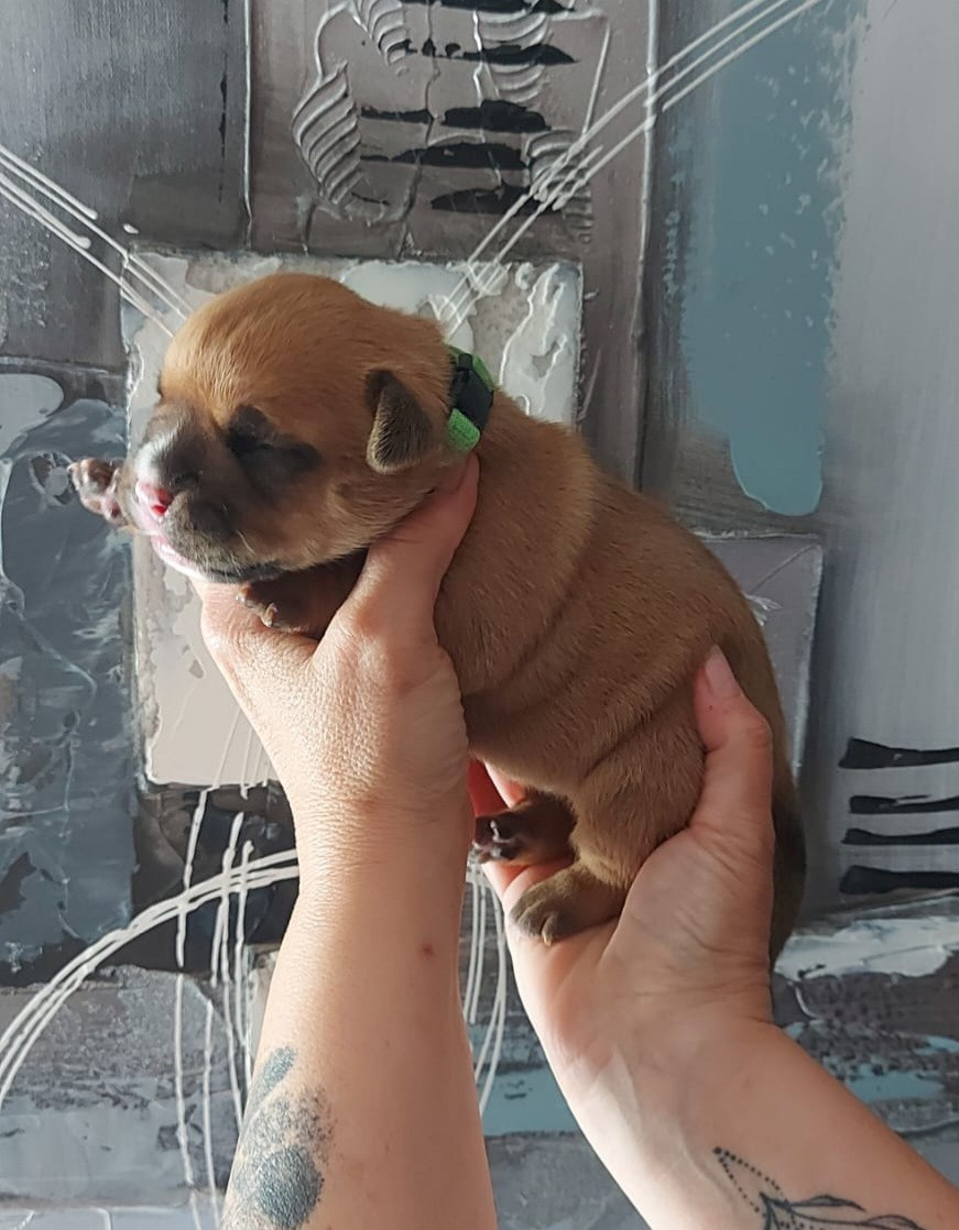 des Terres de Groie - Chiots disponibles - Bulldog continental