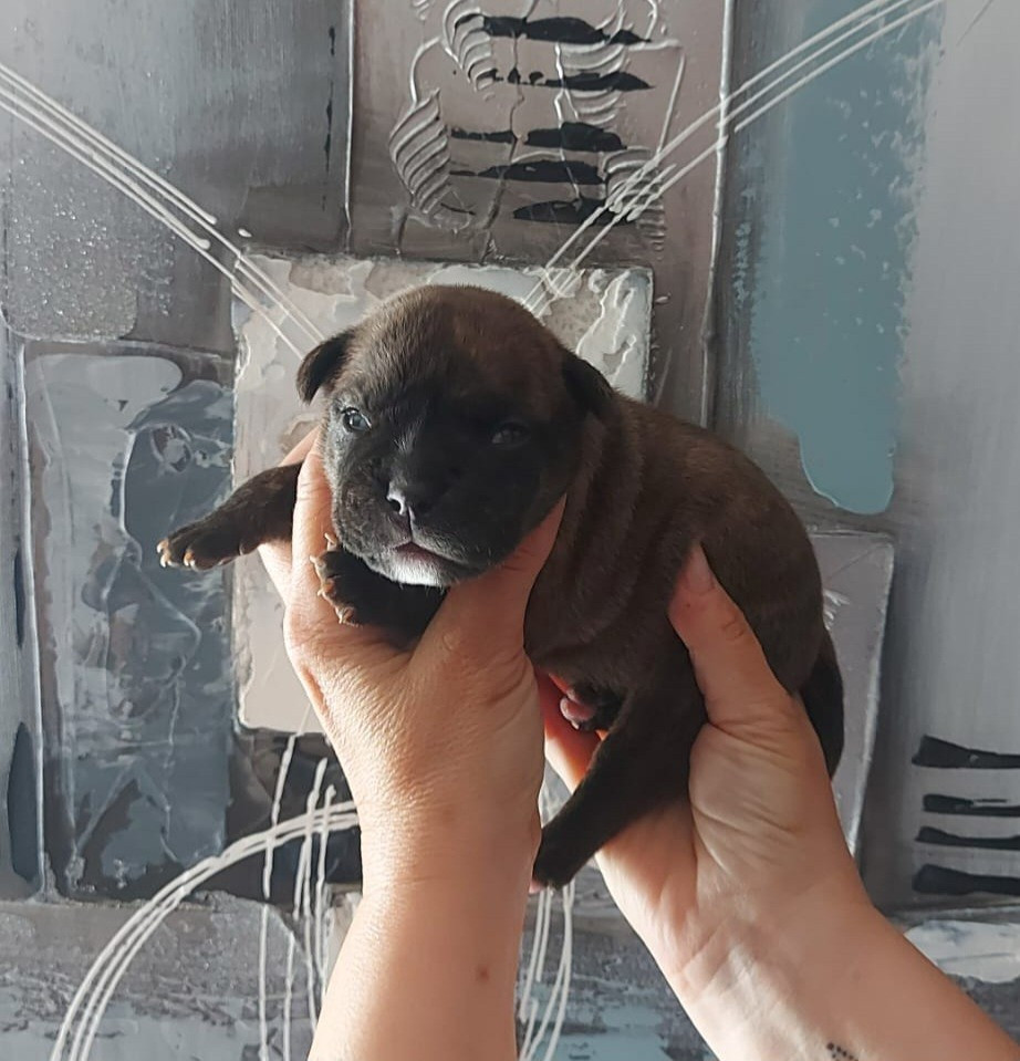 des Terres de Groie - Chiots disponibles - Bulldog continental