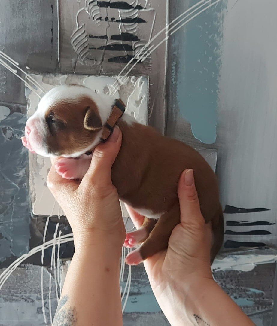 des Terres de Groie - Chiots disponibles - Bulldog continental