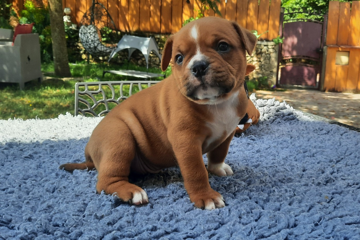 des Terres de Groie - Chiots disponibles - Bulldog continental
