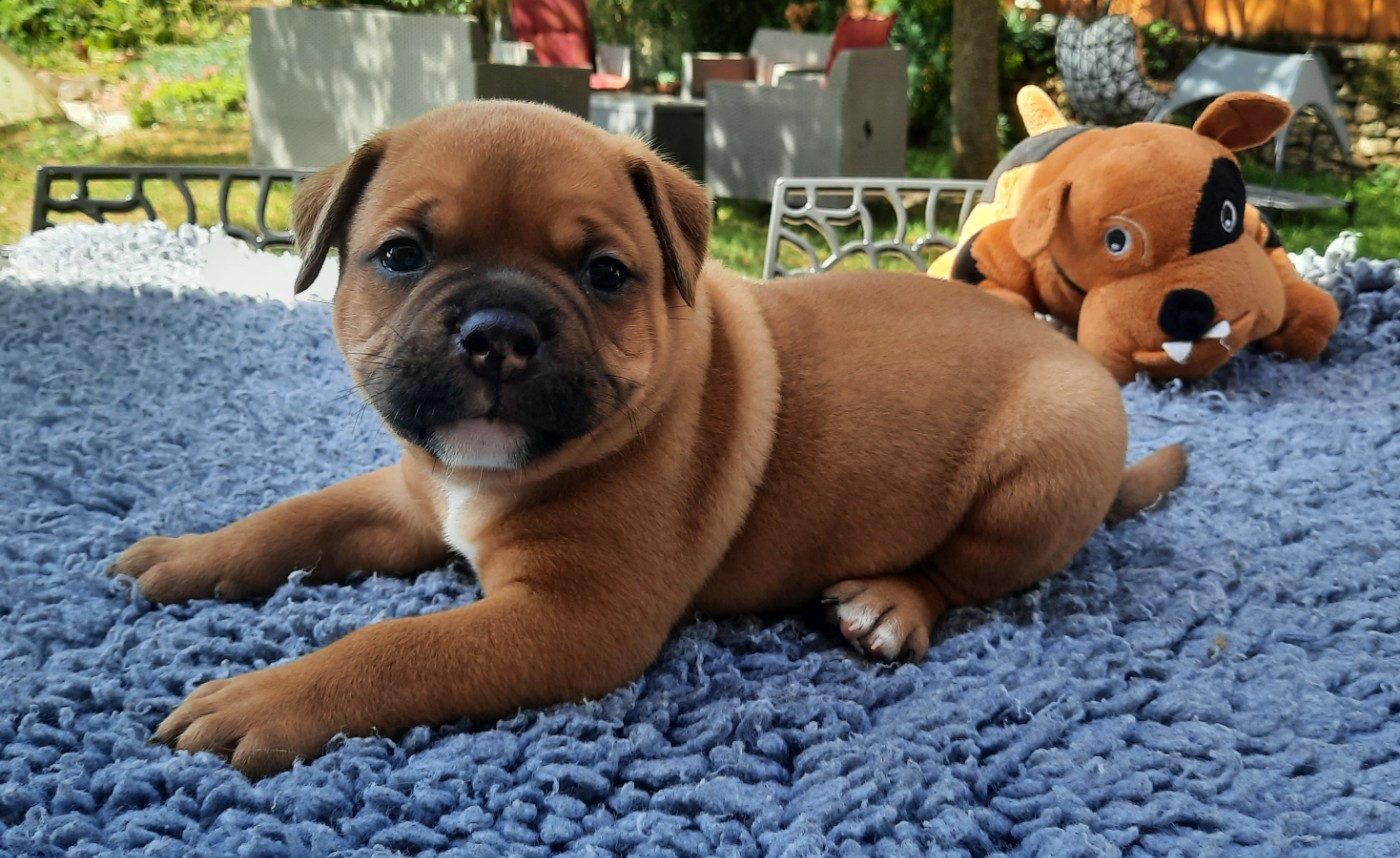 des Terres de Groie - Chiots disponibles - Bulldog continental