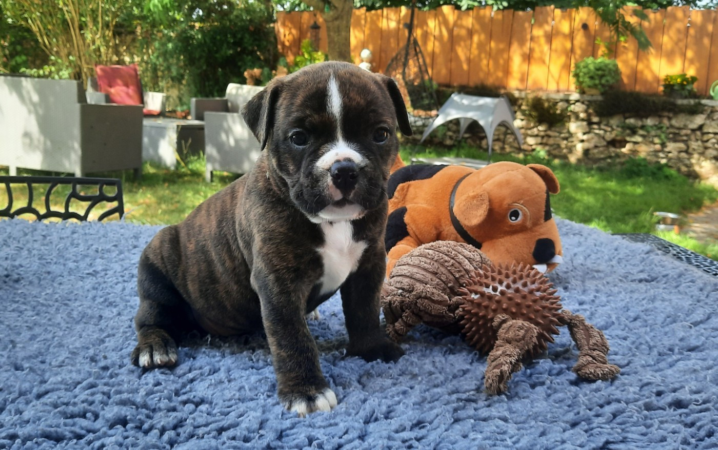 des Terres de Groie - Chiots disponibles - Bulldog continental