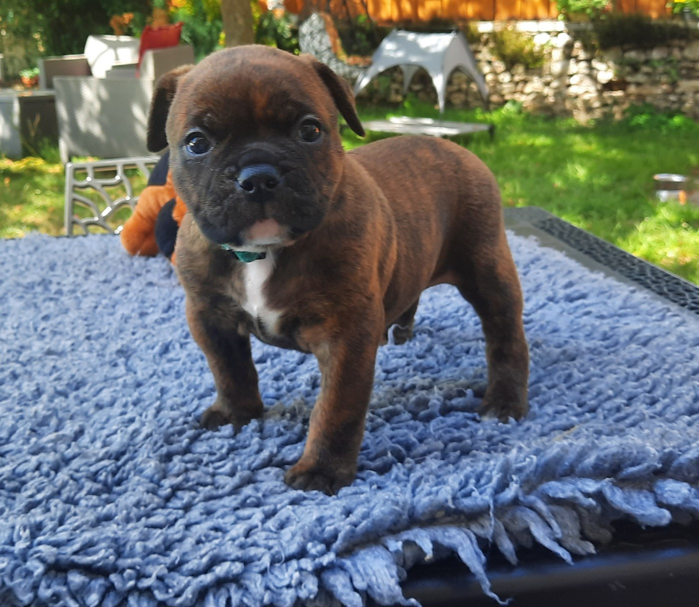 des Terres de Groie - Chiots disponibles - Bulldog continental