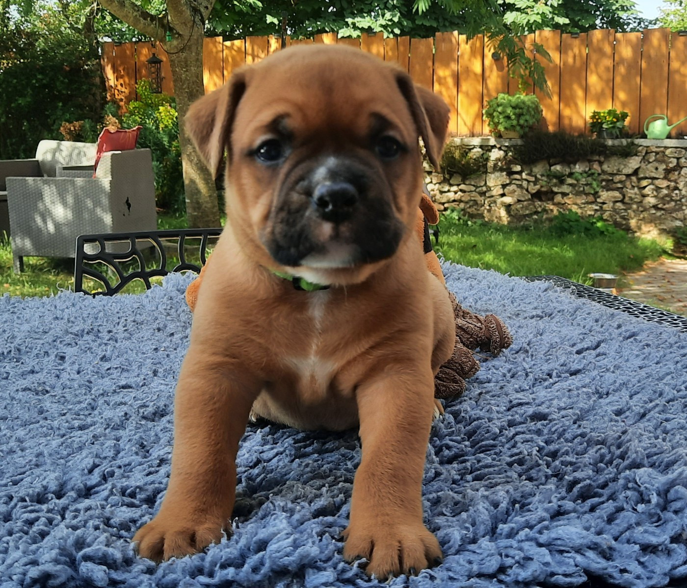 des Terres de Groie - Chiots disponibles - Bulldog continental