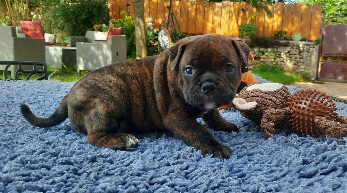 des Terres de Groie - Chiots disponibles - Bulldog continental
