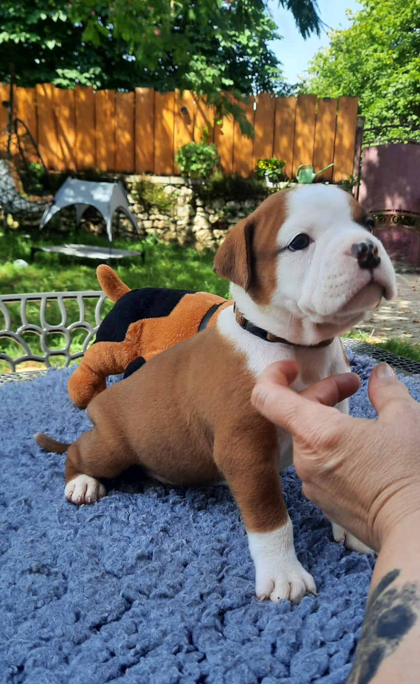 des Terres de Groie - Chiots disponibles - Bulldog continental