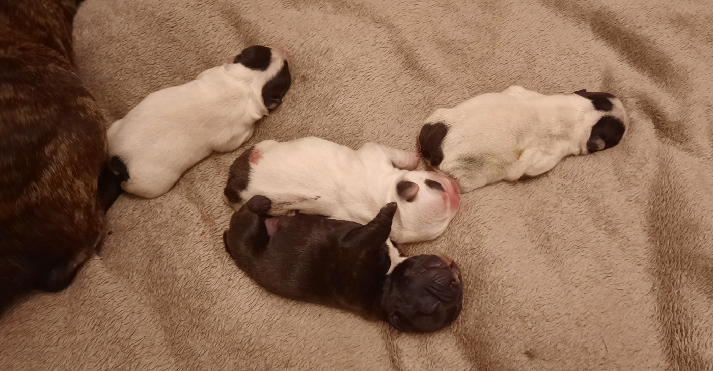 des Terres de Groie - Chiots disponibles - Bouledogue français