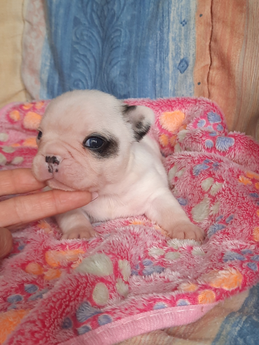 des Terres de Groie - Chiots disponibles - Bouledogue français