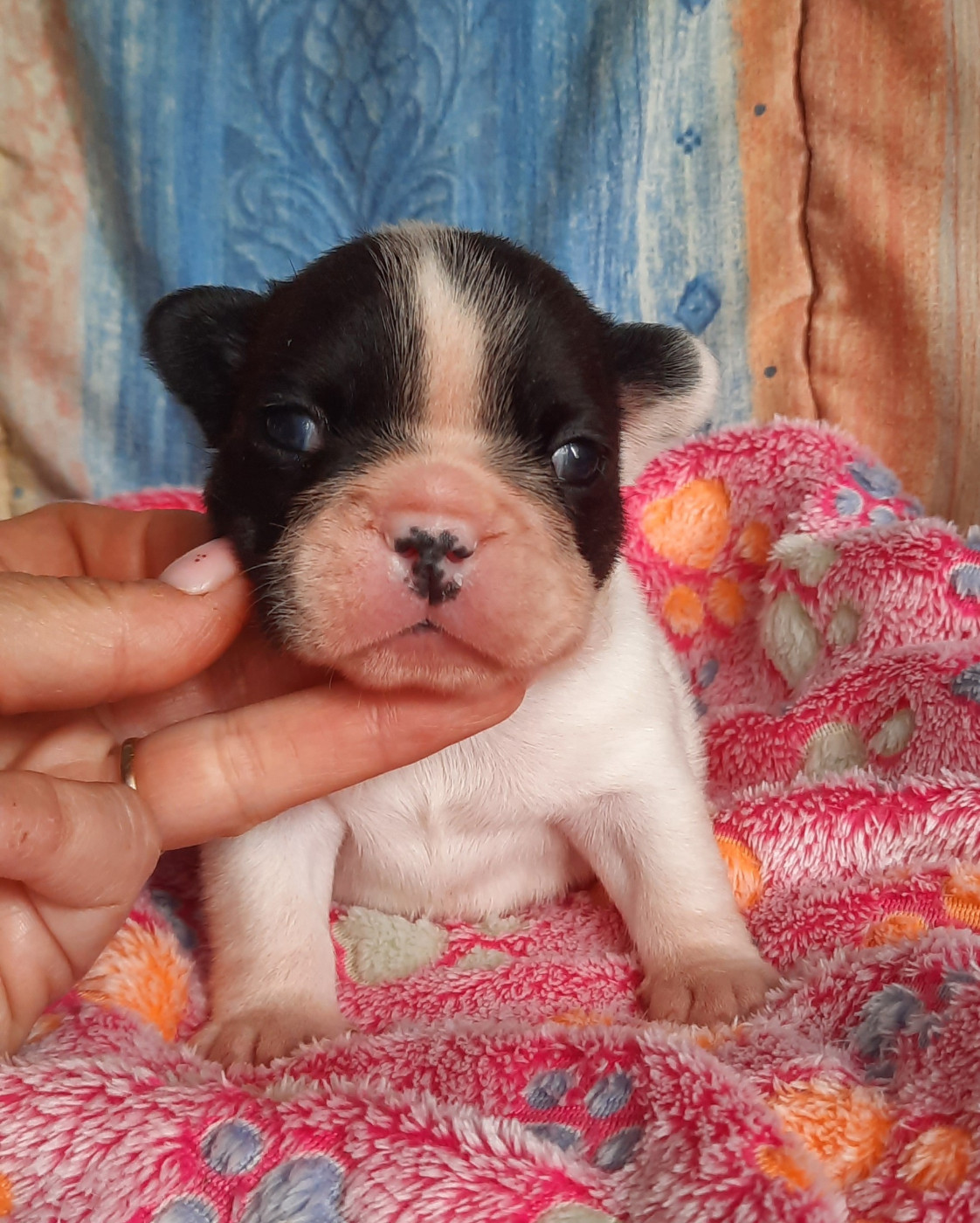 des Terres de Groie - Chiots disponibles - Bouledogue français