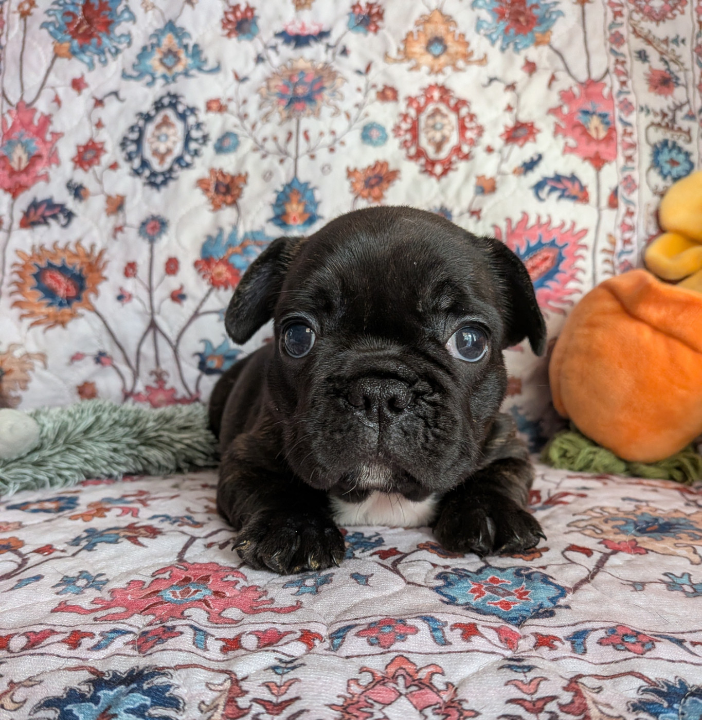 des Terres de Groie - Chiots disponibles - Bouledogue français