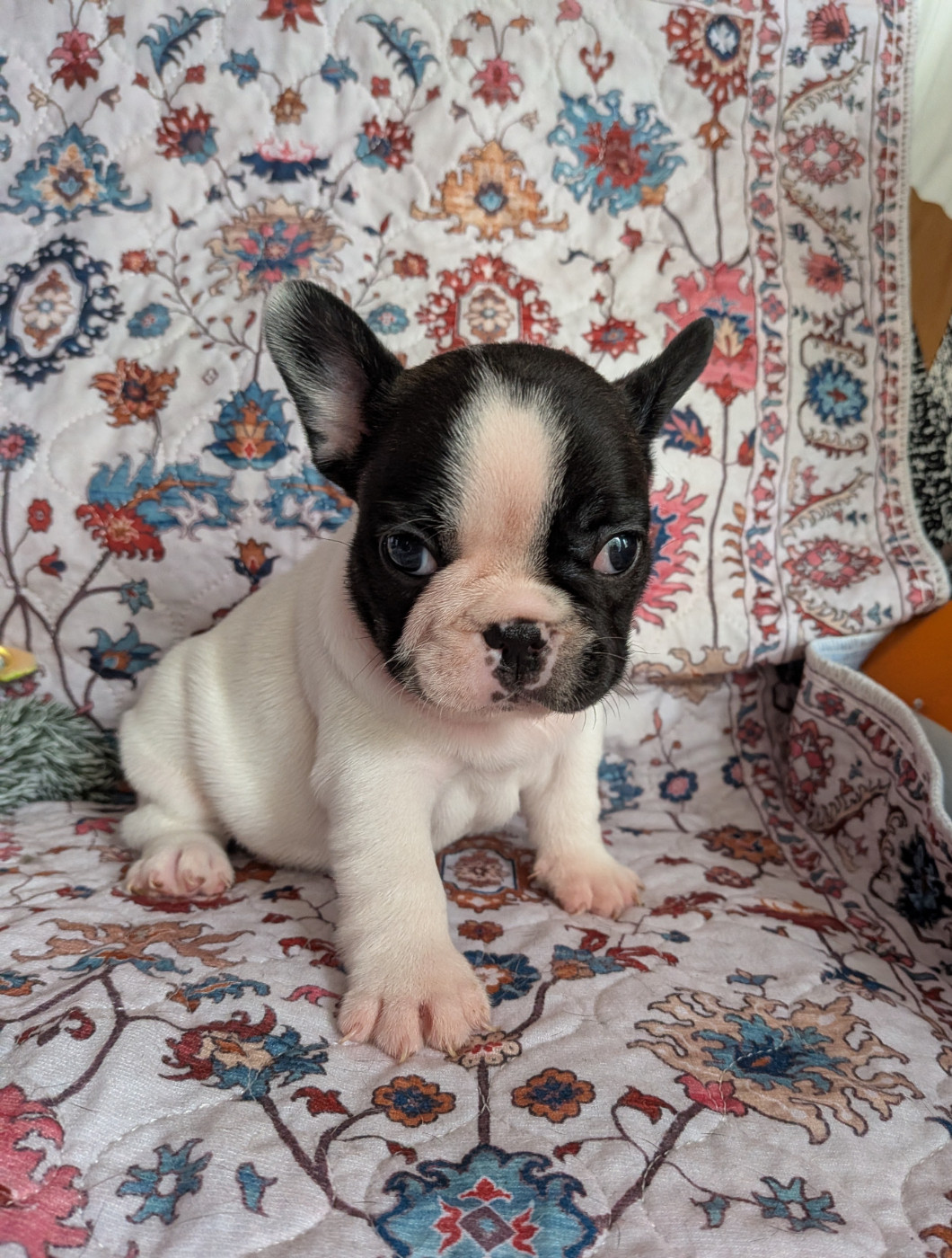 des Terres de Groie - Chiots disponibles - Bouledogue français