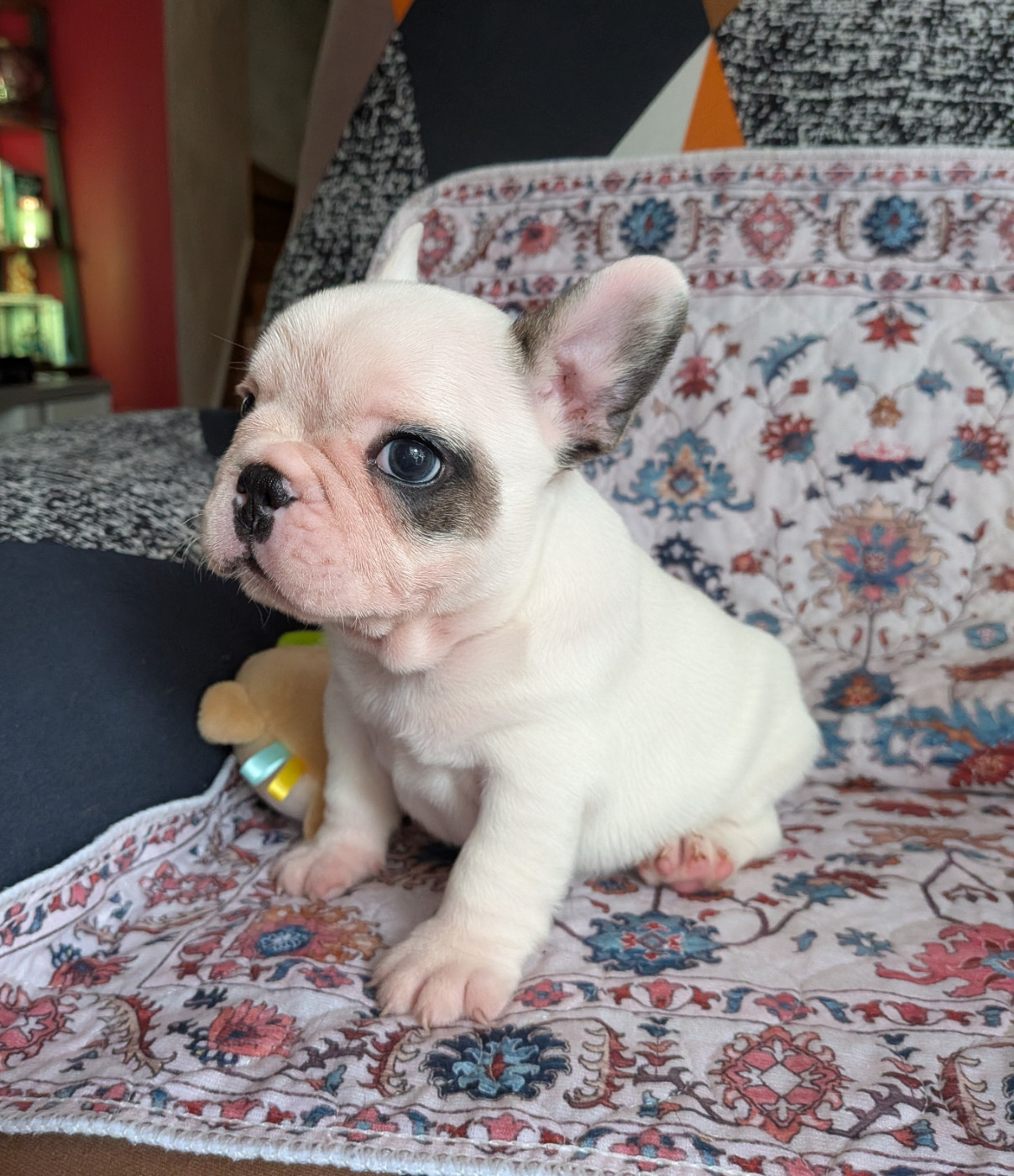 des Terres de Groie - Chiots disponibles - Bouledogue français