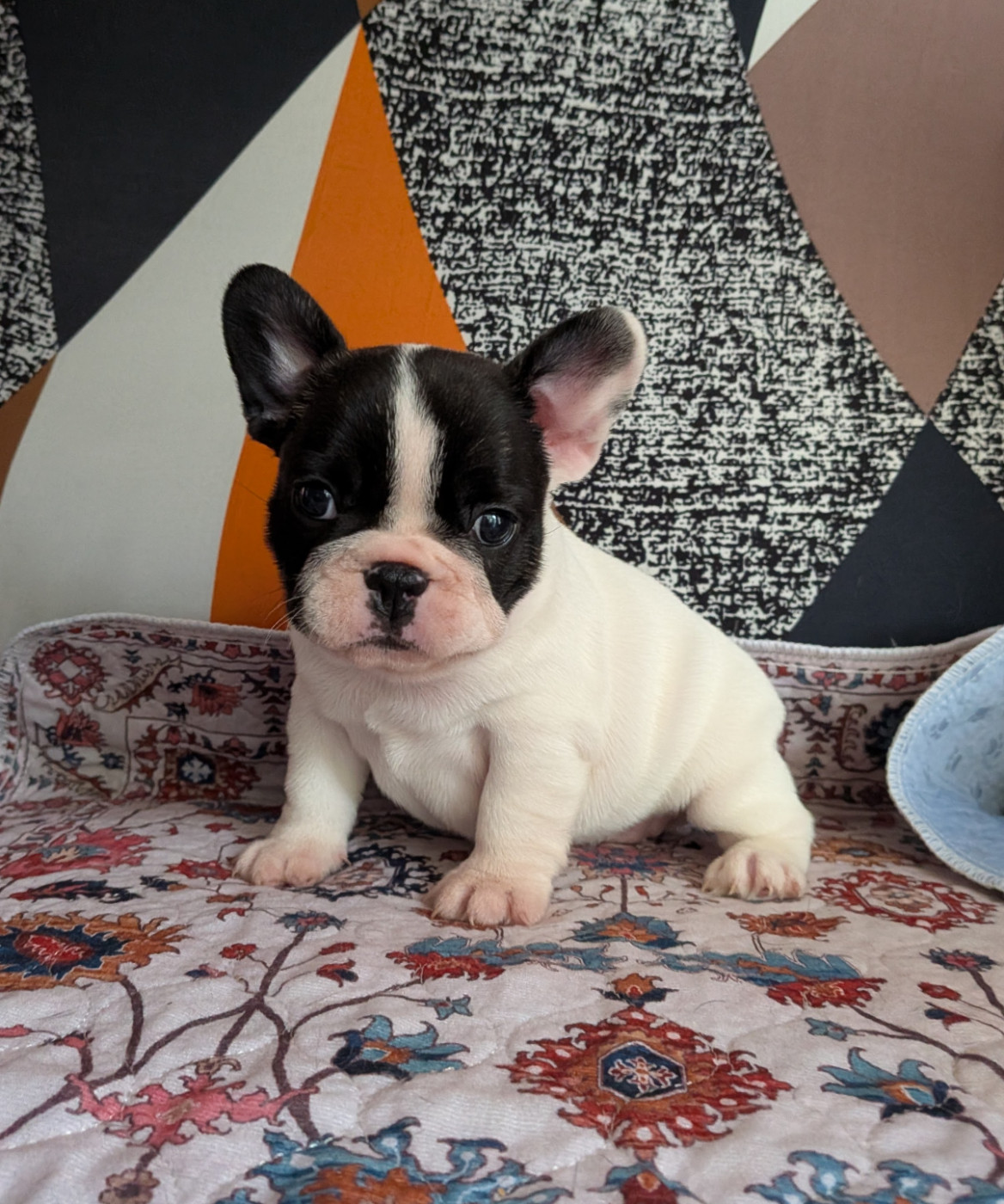 des Terres de Groie - Chiots disponibles - Bouledogue français