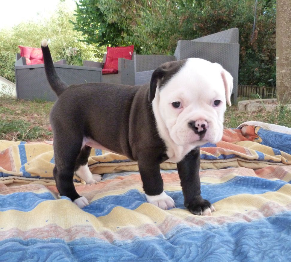 des Terres de Groie - Chiots disponibles - Bulldog continental