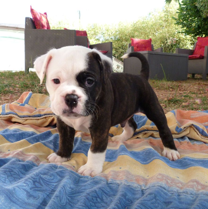 des Terres de Groie - Chiots disponibles - Bulldog continental