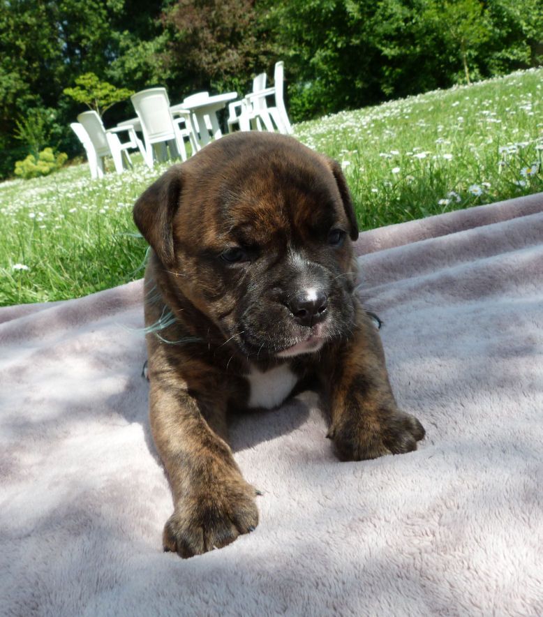 des Terres de Groie - Chiots disponibles - Bulldog continental