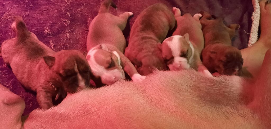 des Terres de Groie - Chiots disponibles - Bulldog continental