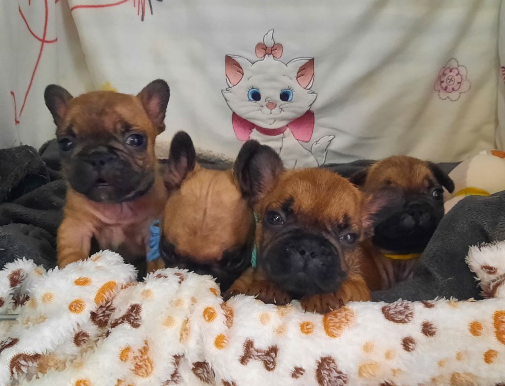 des Terres de Groie - Chiots disponibles - Bouledogue français