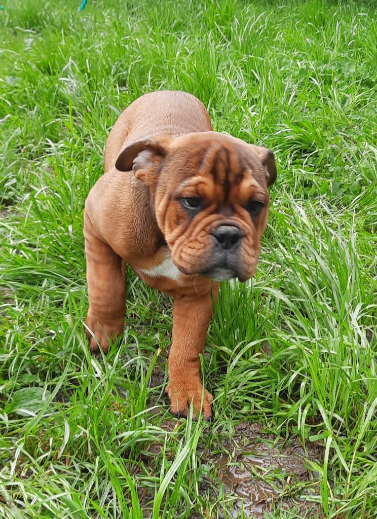 des Terres de Groie - Bulldog continental - Portée née le 09/02/2024