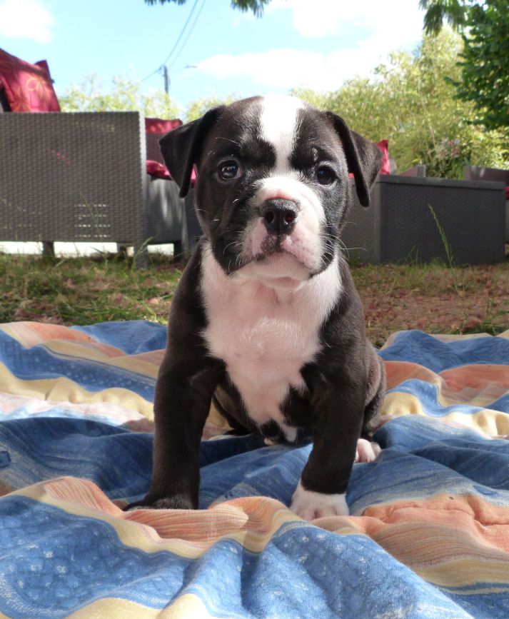 des Terres de Groie - Chiots disponibles - Bulldog continental