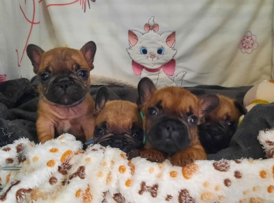 A' Bouba des terres de groie