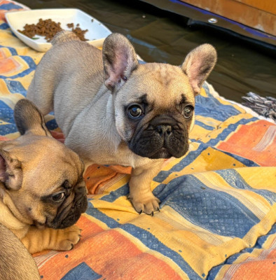 Babylone des Terres de Groie